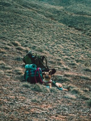 Tan German Shepherd Lying Beside Backpack